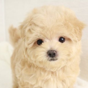 マルプー(トイプードル×マルチーズ)【東京都・女の子・2024年12月15日・アプリコット】の写真「小さめのタイニーサイズの女の子🌸」