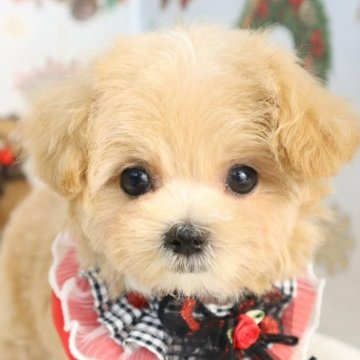 マルプー(マルチーズ×トイプードル)【東京都・女の子・2025年10月11日・アプリコット】の写真「⏰年末年始 特別キャンペーン（11・12月限定）⏰」