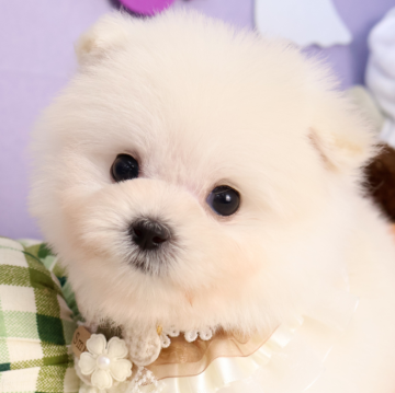ポメマル(ポメラニアン×マルチーズ)【東京都・男の子・2025年9月7日・ホワイト】の写真「⏰早期お問い合わせキャンペーン中⏰」