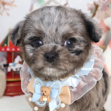 チワプー(チワワ×トイプードル)【東京都・男の子・2025年10月3日・ブルーマール】の写真「⏰年末年始 特別キャンペーン（11・12月限定）⏰」