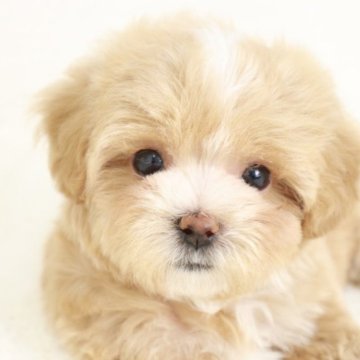 マルプー(マルチーズ×トイプードル)【東京都・女の子・2025年1月26日・アプリコット】の写真「小さめのタイニーサイズの女の子🌸」