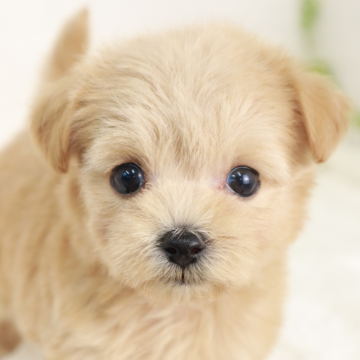 マルプー(マルチーズ×トイプードル)【東京都・女の子・2025年2月2日・アプリコット】の写真「ティーカップサイズの女の子🌸」