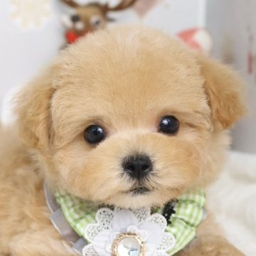 マルプー(マルチーズ×トイプードル)【東京都・男の子・2025年10月2日・アプリコット】の写真「⏰年末年始 特別キャンペーン（11・12月限定）⏰」