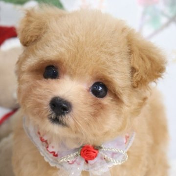 マルプー(マルチーズ×トイプードル)【東京都・男の子・2025年9月18日・アプリコット】の写真「⏰早期お問い合わせキャンペーン中⏰」