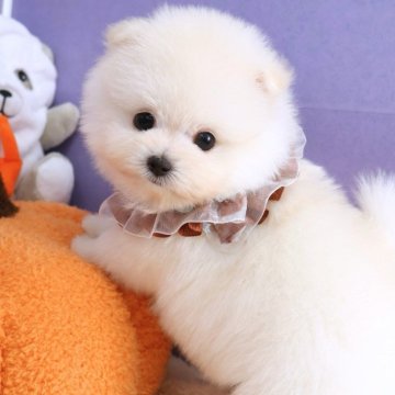 ポメマル(ポメラニアン×マルチーズ)【東京都・男の子・2025年9月7日・ホワイト】の写真「⏰早期お問い合わせキャンペーン中⏰」