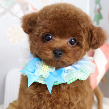 トイプードル(ティーカップ)【東京都・男の子・2025年9月14日・レッド】の写真「⏰早期お問い合わせキャンペーン中⏰」