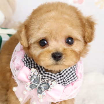 トイプードル(ティーカップ)【東京都・男の子・2025年9月23日・レッド】の写真「⏰早期お問い合わせキャンペーン中⏰」