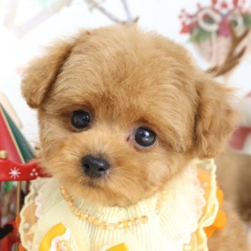 トイプードル(タイニー)【東京都・女の子・2025年10月12日・レッド】の写真「⏰年末年始 特別キャンペーン（11・12月限定）⏰」