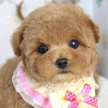 マルプー(マルチーズ×トイプードル)【東京都・女の子・2025年10月2日・アプリコット】の写真「⏰年末年始 特別キャンペーン（11・12月限定）⏰」