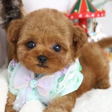 ティーカッププードル【東京都・女の子・2025年9月14日・レッド】の写真「⏰早期お問い合わせキャンペーン中⏰」