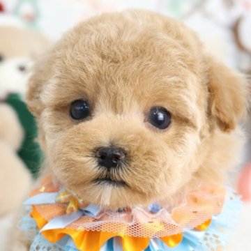 マルプー(マルチーズ×トイプードル)【東京都・男の子・2025年9月26日・アプリコット】の写真「⏰早期お問い合わせキャンペーン中⏰」