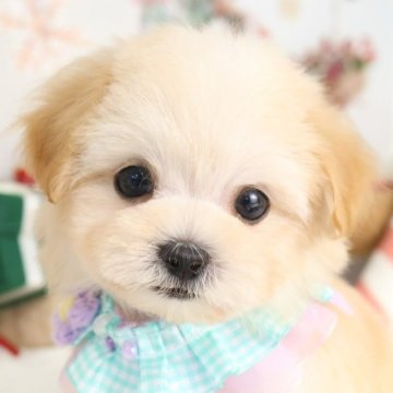 マルプー(マルチーズ×トイプードル)【東京都・男の子・2025年10月21日・アプリコット】の写真「⏰年末年始 特別キャンペーン（11・12月限定）⏰」