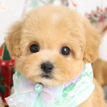 マルプー(マルチーズ×トイプードル)【東京都・男の子・2025年10月2日・アプリコット】の写真「⏰年末年始 特別キャンペーン（11・12月限定）⏰」