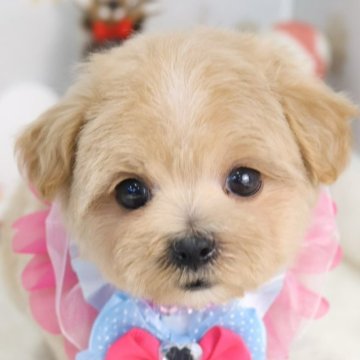 マルプー(マルチーズ×トイプードル)【東京都・男の子・2025年10月23日・アプリコット】の写真「⏰年末年始 特別キャンペーン（11・12月限定）⏰」
