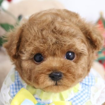 トイプードル(ティーカップ)【東京都・男の子・2025年10月8日・レッド】の写真「⏰年末年始 特別キャンペーン（11・12月限定）⏰」