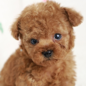 トイプードル(ティーカップ)【東京都・男の子・2025年2月3日・レッド】の写真「ティーカップサイズの男の子🌟」