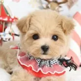 マルプー(マルチーズ×トイプードル)【東京都・男の子・2025年9月18日・アプリコット】の写真1