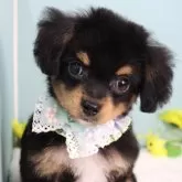 チワプー(チワワ×トイプードル)【東京都・男の子・2025年5月7日・ブラック&タン】の写真1