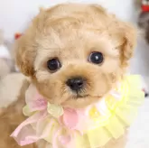 ティーカッププードル