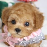 トイプードル(ティーカップ)