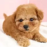 ティーカッププードル