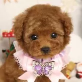 タイニープードル