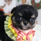 チワワ(ロング)