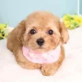 タイニープードル