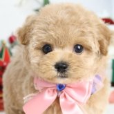 マルプー(マルチーズ×トイプードル)