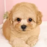 タイニープードル