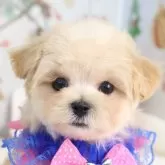 マルプー(マルチーズ×トイプードル)【東京都・男の子・2025年10月21日・アプリコット】の写真1