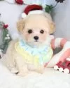 マルプー(マルチーズ×トイプードル)【東京都・男の子・2025年9月16日・アプリコット】の写真2