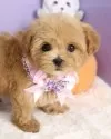マルプー(マルチーズ×トイプードル)【東京都・女の子・2025年8月28日・アプリコット】の写真2