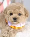マルプー(マルチーズ×トイプードル)【東京都・男の子・2025年9月26日・アプリコット】の写真3
