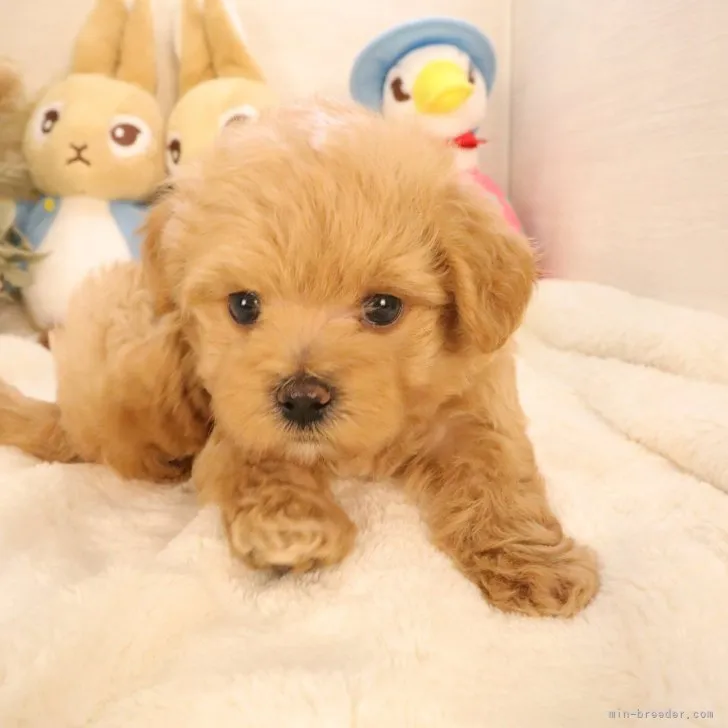 ID:2308-00206の子犬