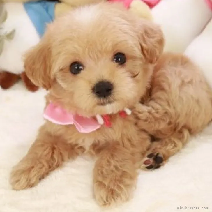 ID:2308-00202の子犬