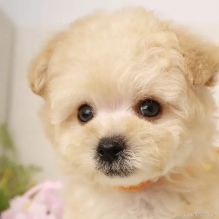 ID:2403-02326の子犬