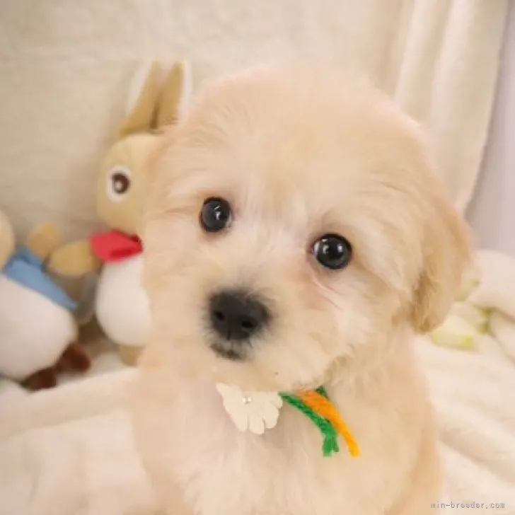ID:2307-05429の子犬