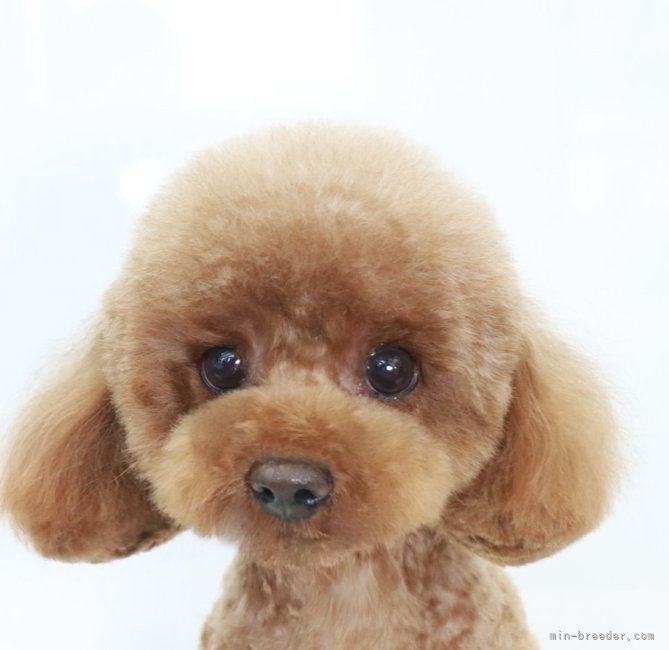 タイニープードル【・女の子・2023年3月14日・レッド】