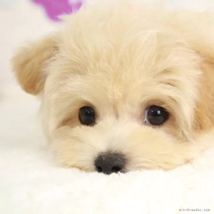ID:2409-05265の子犬
