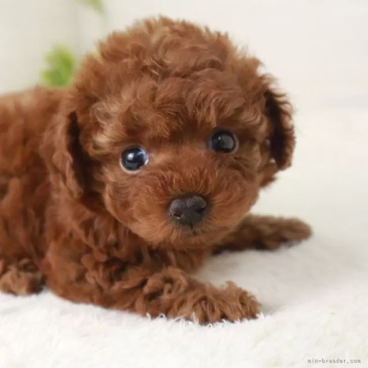 N.O 様のお迎えした子犬