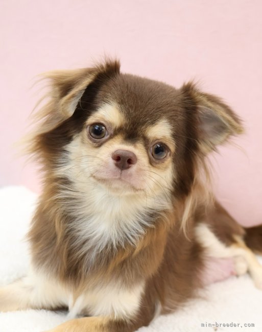 チワワ(ロング)【・女の子・2024年11月9日・チョコレートタン】