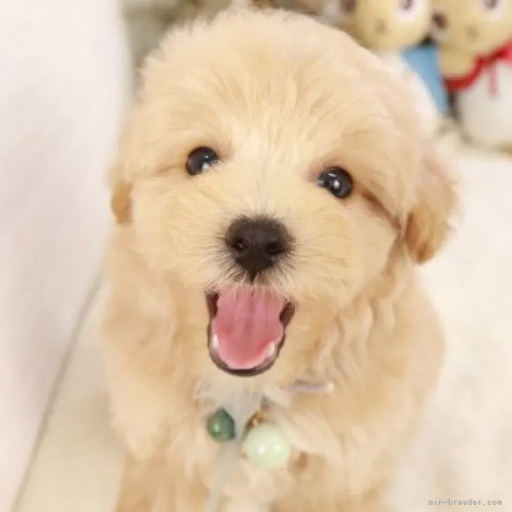 ID:2308-00212の子犬