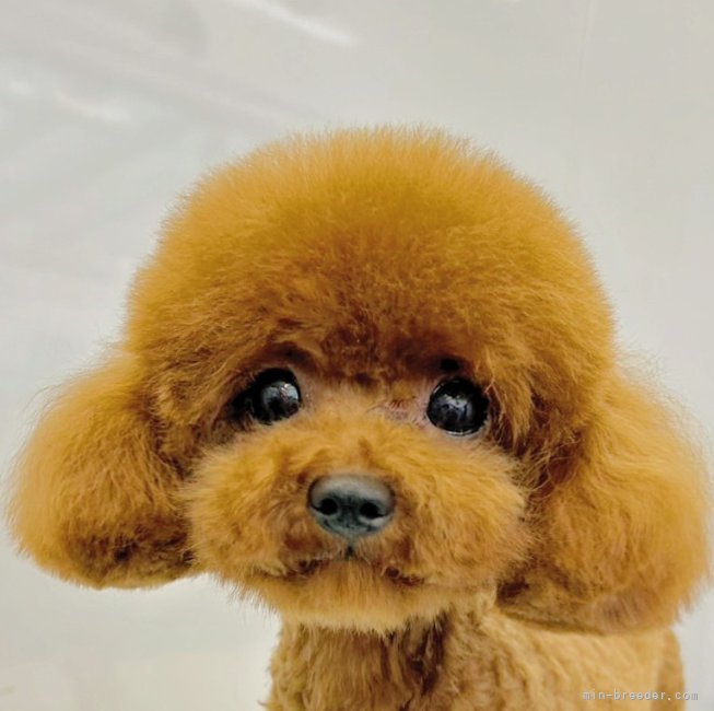 タイニープードル【・女の子・2024年6月12日・レッド】