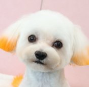 マルチーズ【・男の子・2022年9月26日・ホワイト】