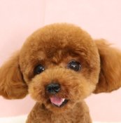 ティーカッププードル【・男の子・2024年7月20日・レッド】