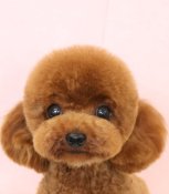 ティーカッププードル【・男の子・2024年7月20日・レッド】