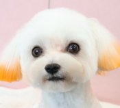 マルチーズ【・男の子・2022年9月26日・ホワイト】