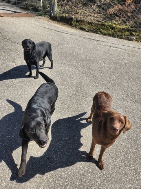 当犬舎自慢のラブラドール達です。イエロー、ブラック、チョコ勢揃いです。｜鈴木　二三子(すずき　ふみこ)ブリーダー(愛知県・ラブラドールレトリバーなど・JKC登録)の紹介写真2