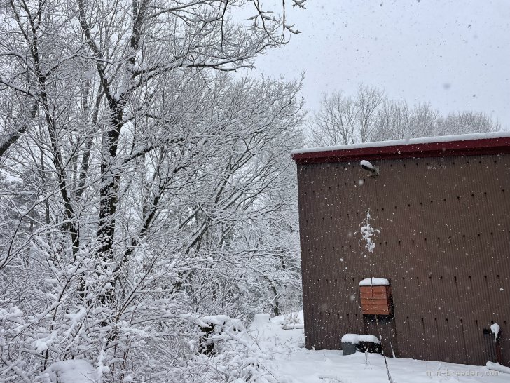3/20 撮影　世間に春が来ても、当犬舎はまだまだ人を寄せ付けない積雪量です。｜鈴木　二三子(すずき　ふみこ)ブリーダー(愛知県・ラブラドールレトリバーなど・JKC登録)の紹介写真8